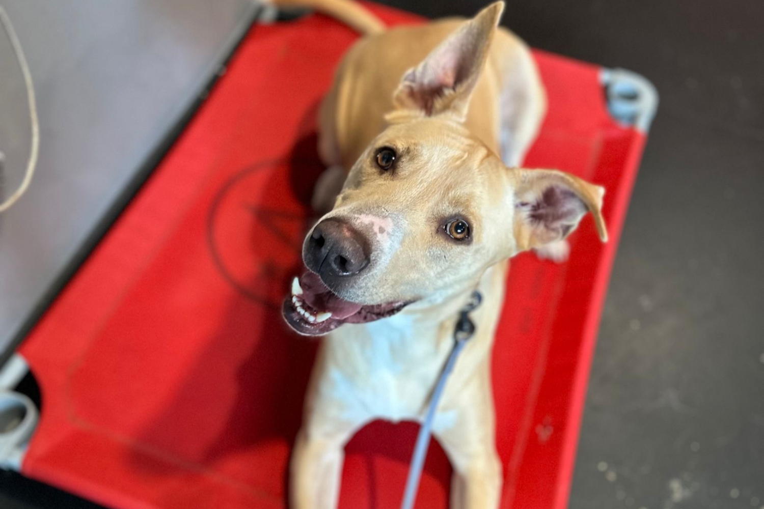 Colorado Board and Train - American Canine Academy