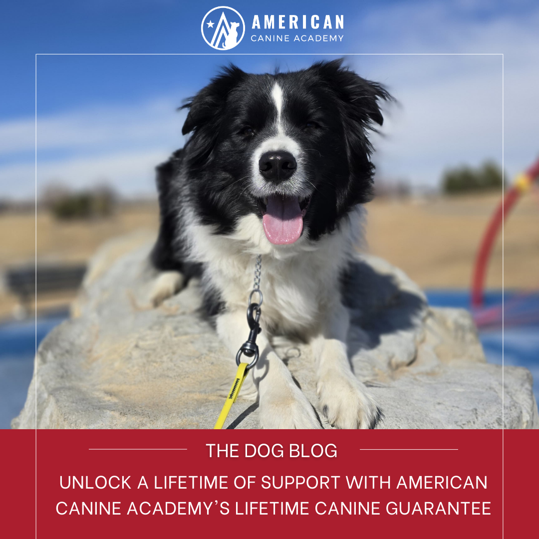 Unlock a Lifetime of Support with American Canine Academy’s Lifetime Canine Guarantee