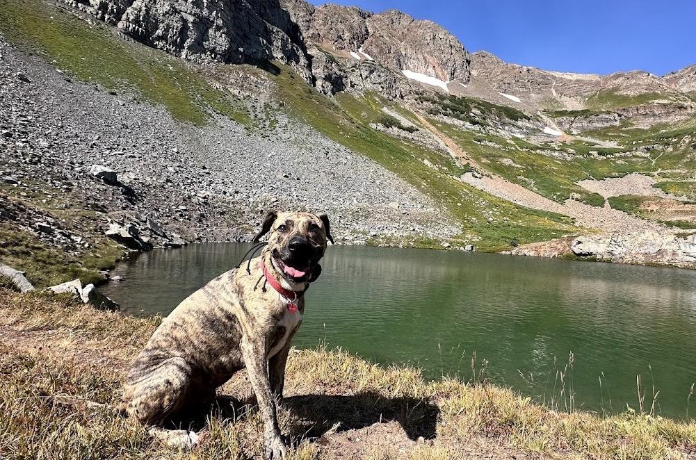 Board and train graduate Arthur hiking in the CO mountains off leash