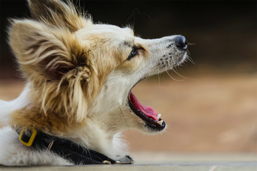 How to Stop a Dog from Barking Excessively