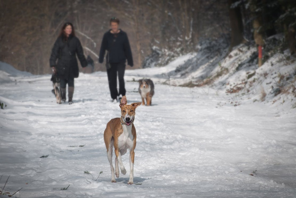 How to Train a Dog for Off-Leash Walking