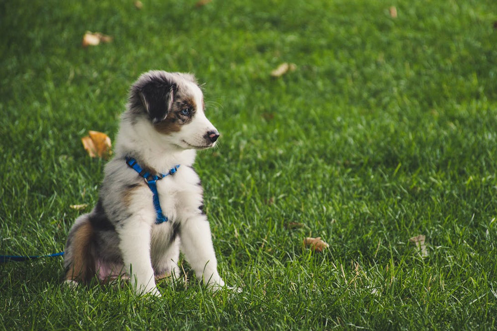 How to Teach Your Puppy Basic Commands (Sit, Stay, Come, Down)