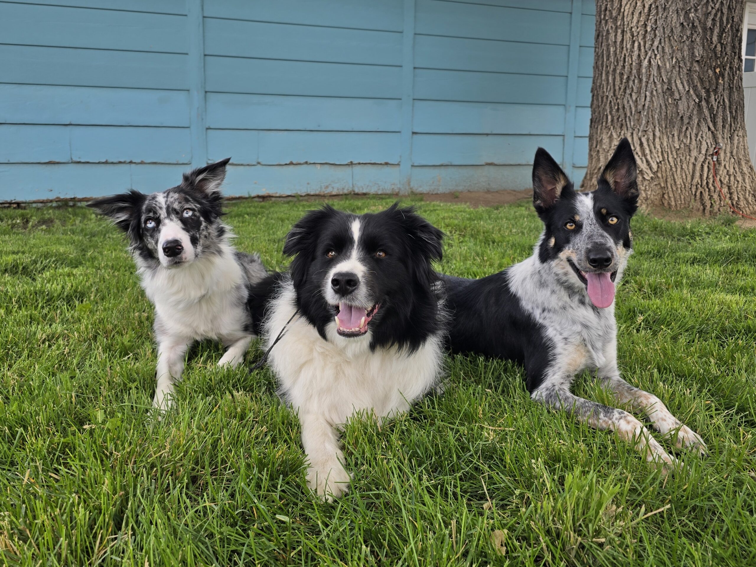 Border collies enrolled in board and train in Commerce City, CO
