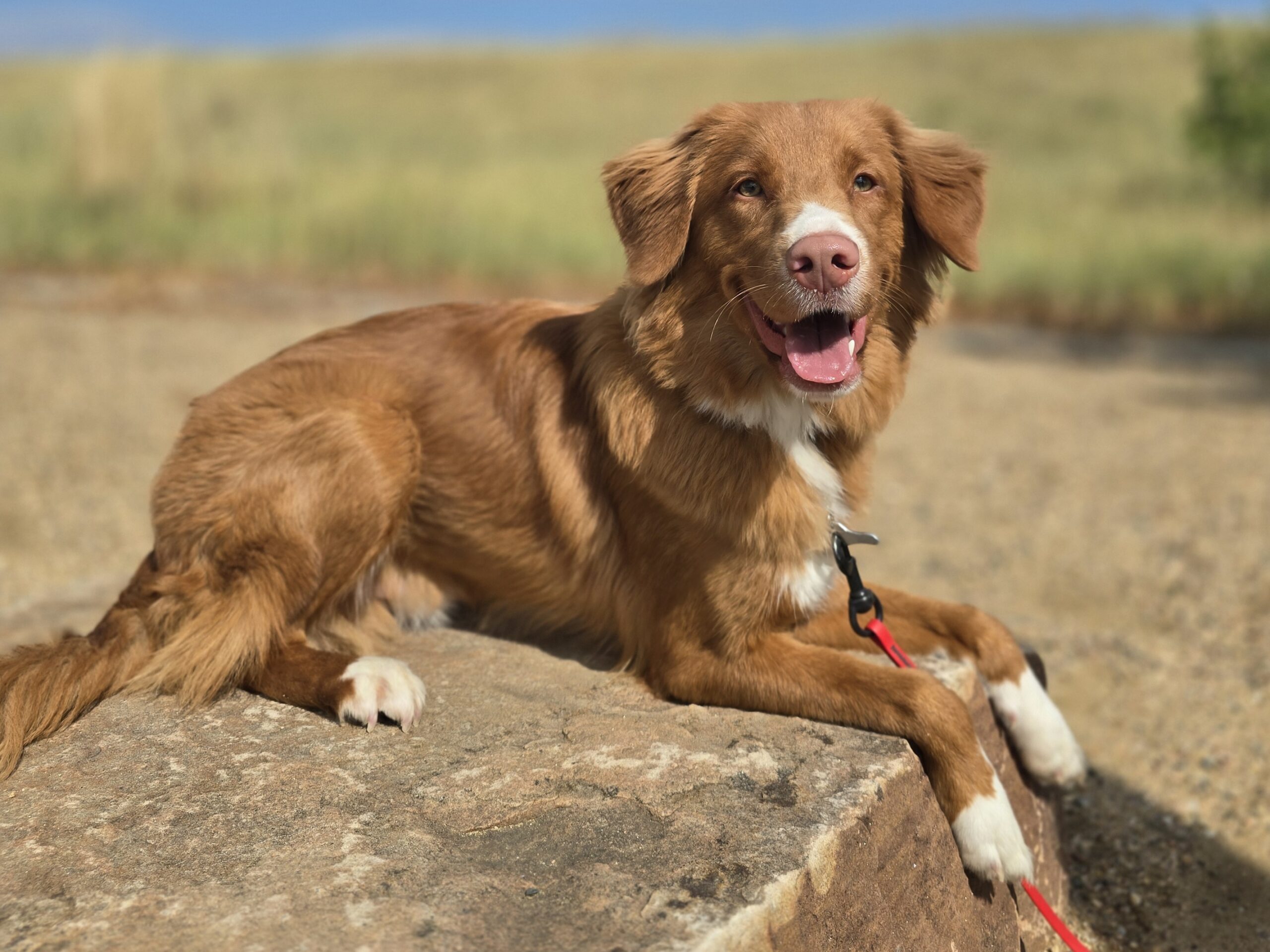 Nova Scotia Duck Tolling Retriever enrolled in Board and Train on dog training field trip in Westminster, CO
