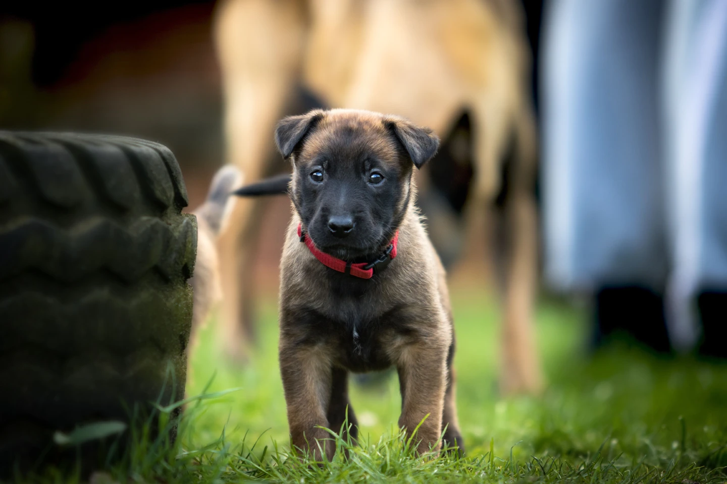 When Should You Start Training a Puppy?