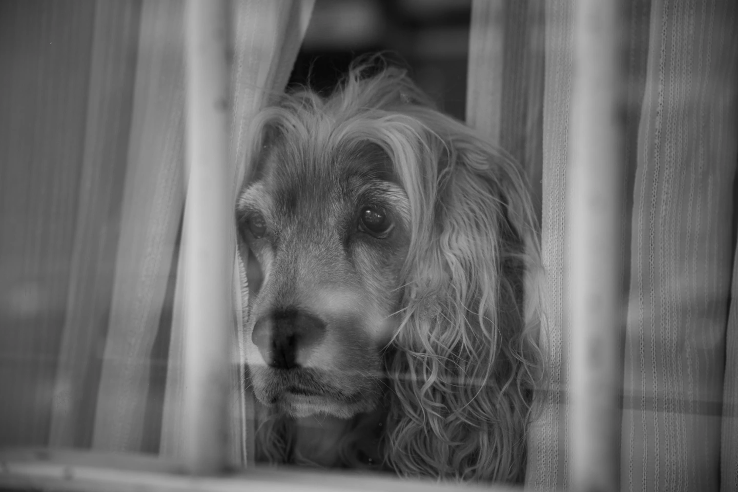 Separation Anxiety in Dogs: Signs, Causes, and How to Fix It